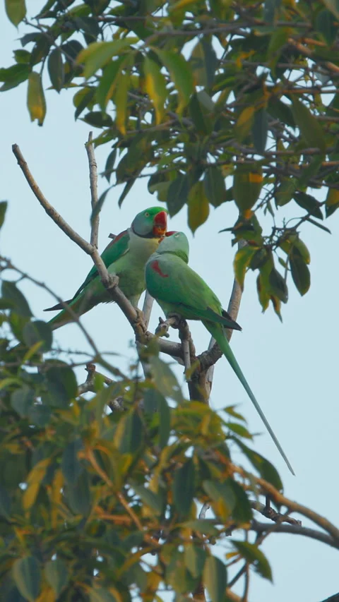 Two Rose-ringed parakeets siting and kissing together on tree branch Slow Video stock 307263484