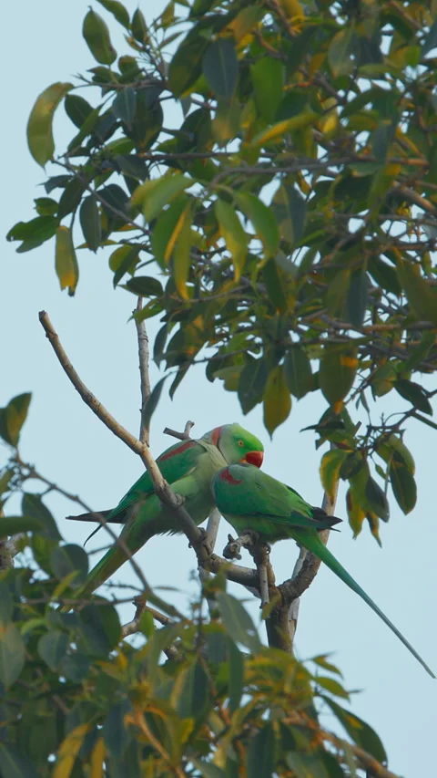 Two Rose-ringed parakeets siting and kissing together on tree branch Slow 動画素材 309947292