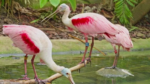 Two roseate spoonbills on a pond looking for food Stock Footage 319474309