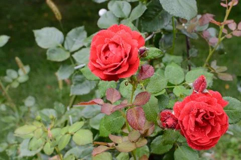 Two rosebud red rose with drops of water on the background of green leaves in Stock Photos