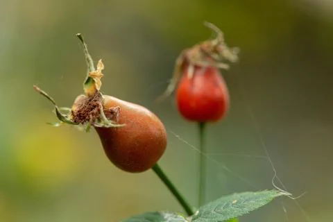 Two rosehip berries Stock Photos