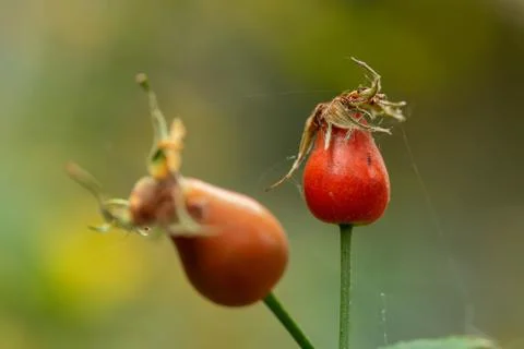 Two rosehip berries Stock Photos