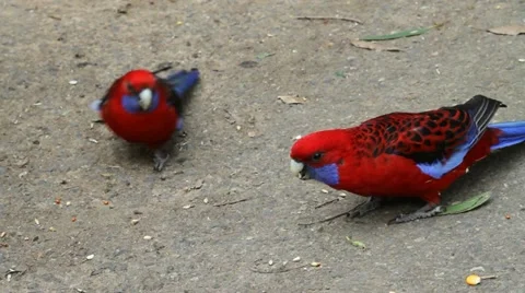 Two rosellas Stock Footage 11322781