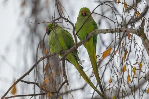 Two Rosering Parakeets Perched on a Bare Winter Branch Stock Photos