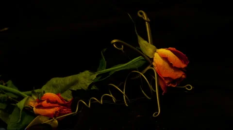 Two roses 10 seconds reverse Stock Footage 5817991