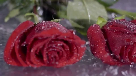 Two roses are laying in the rain. 库存影片 80999866