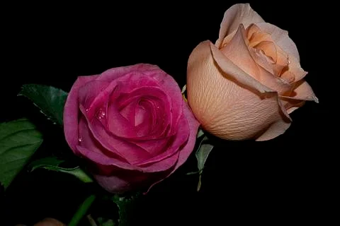 Two roses on a black background Stock Photos