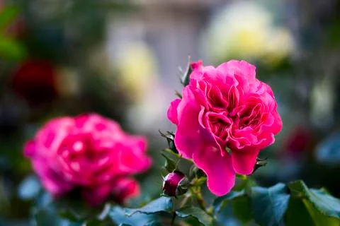 Two  roses  blossoms Stock Photos