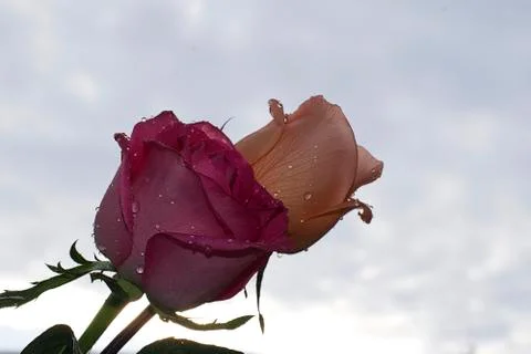 Two roses close up Foto stock