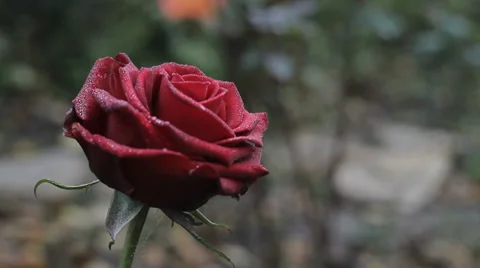 Two roses: dew drops on rose petals. Video stock 35587157