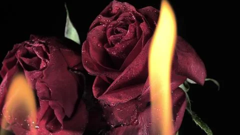 Two roses with the fire flame on the back. Romantic concept Stock Illustration