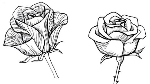 Two roses hand-drawn isolated on a white background Stock Illustration