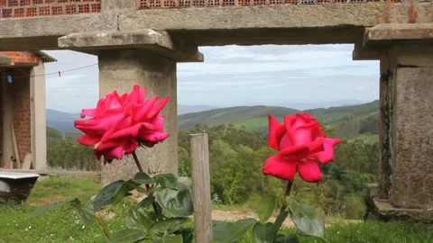 Two roses in a house in the mountains Stock Footage 254568363