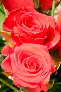 Two roses Stock Photos