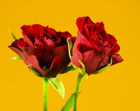 Two roses Foto stock