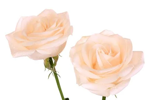 Two roses Fotos Stock