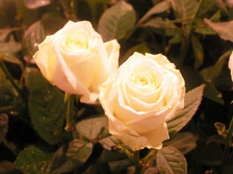 Two roses Stock Photos