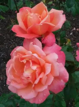 Two roses Foto stock