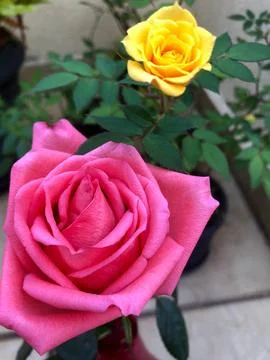 Two roses Stock Photos