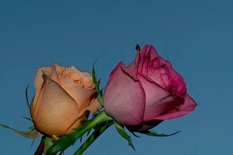 Two roses in the sunshine Stock Photos