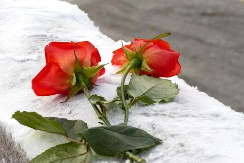 Two roses on white snow, flowers at a cemetery during cold day Stock Photos