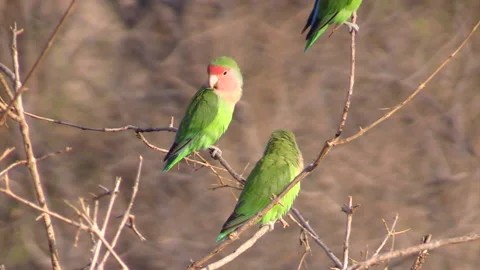 Two rosy-faced lovebirds on thin twigs. a third parakeet party visible. 스톡 동영상 160534368