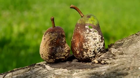 Two rotten and moldy pears Stock Footage 41347480