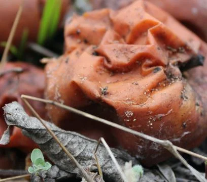 Two rotten apples lie on the ground among the fallen leaves in the forest. Stock Photos