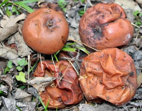 Two rotten apples lie on the ground among the fallen leaves in the forest. Stock Photos
