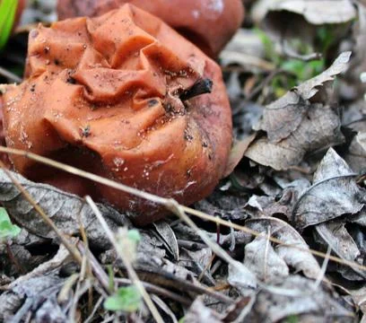 Two rotten apples lie on the ground among the fallen leaves in the forest. Stock Photos
