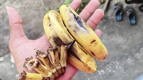 Two rotten bananas held in hand close up video Видео 315019092
