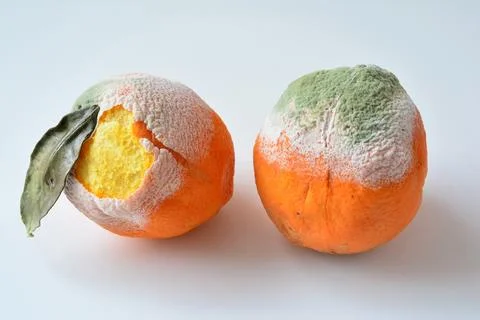 Two rotten oranges on white Stock Photos