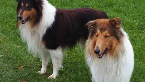 Two rough collies Video stock 325888879