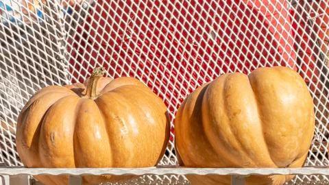 Two round embossed pumpkin on a stand, autumn vegetables Stock Photos