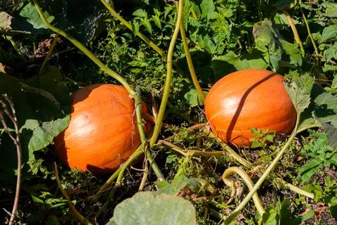 Two round pumpkins in the garden during sunny autumn day Stock Photos