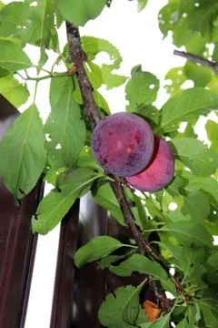 Two round, ripening plums on a tree branch near a fence in the shade Stock Photos