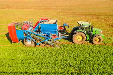 Two row Carrot Picker processing rows of ripe Carrots. Stock Photos