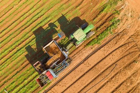 Two row Carrot Picker processing rows of ripe Carrots. Stock Photos