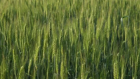 Two-rowed barley or Hordeum distichon growing in the field Stock Footage 246427874