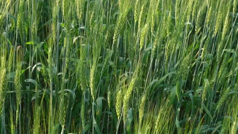 Two-rowed barley or Hordeum distichon growing in the field Stock Footage 250346098