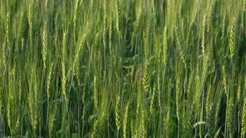 Two-rowed barley or Hordeum distichon growing in the field Stock Footage 252123554