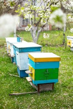 Two rows of beehives under branches of cherry blossoms in spring. Preparing for Stock Photos