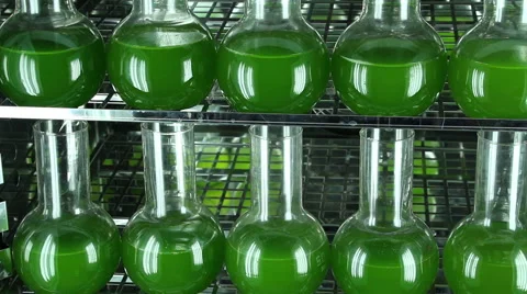 Two rows of bottles filled with green algae   panning Stock Footage 61057173