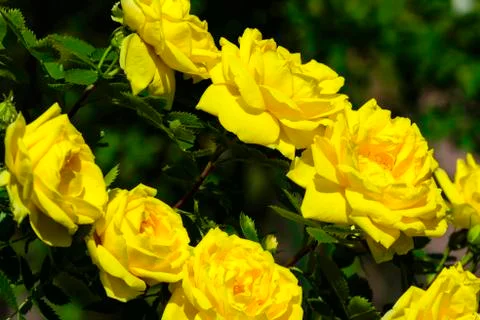 Two rows of bright yellow roses among the green foliage. Stock Photos