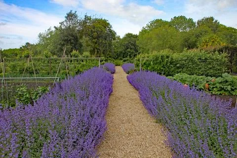 Two rows of lavender either side of a gravel pathway form a border to a kitch 스톡 사진