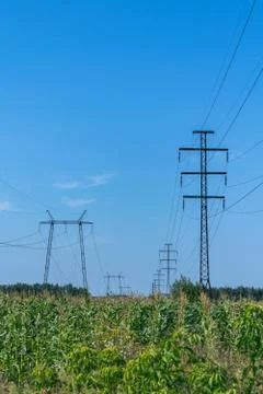 Two rows of pylons. In the foreground a field of corn. Stock Photos