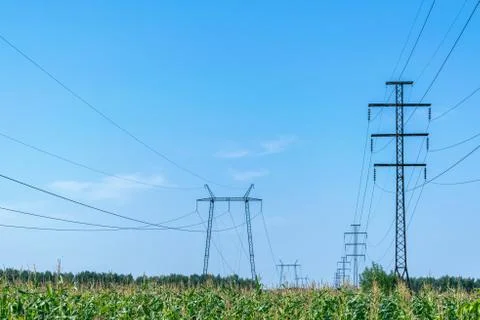 Two rows of pylons. In the foreground a field of corn. Stock Photos