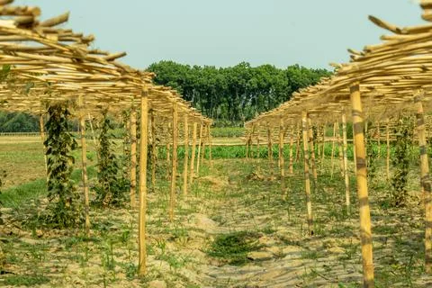 Two rows of shelf have been made with jute sticks for pointed gourd 스톡 사진