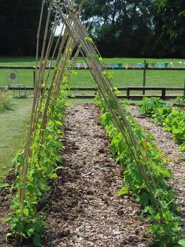 Two rows of spinach growing in a bare earth Stock Photos