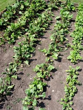Two rows of spinach growing in a bare earth Stock Photos